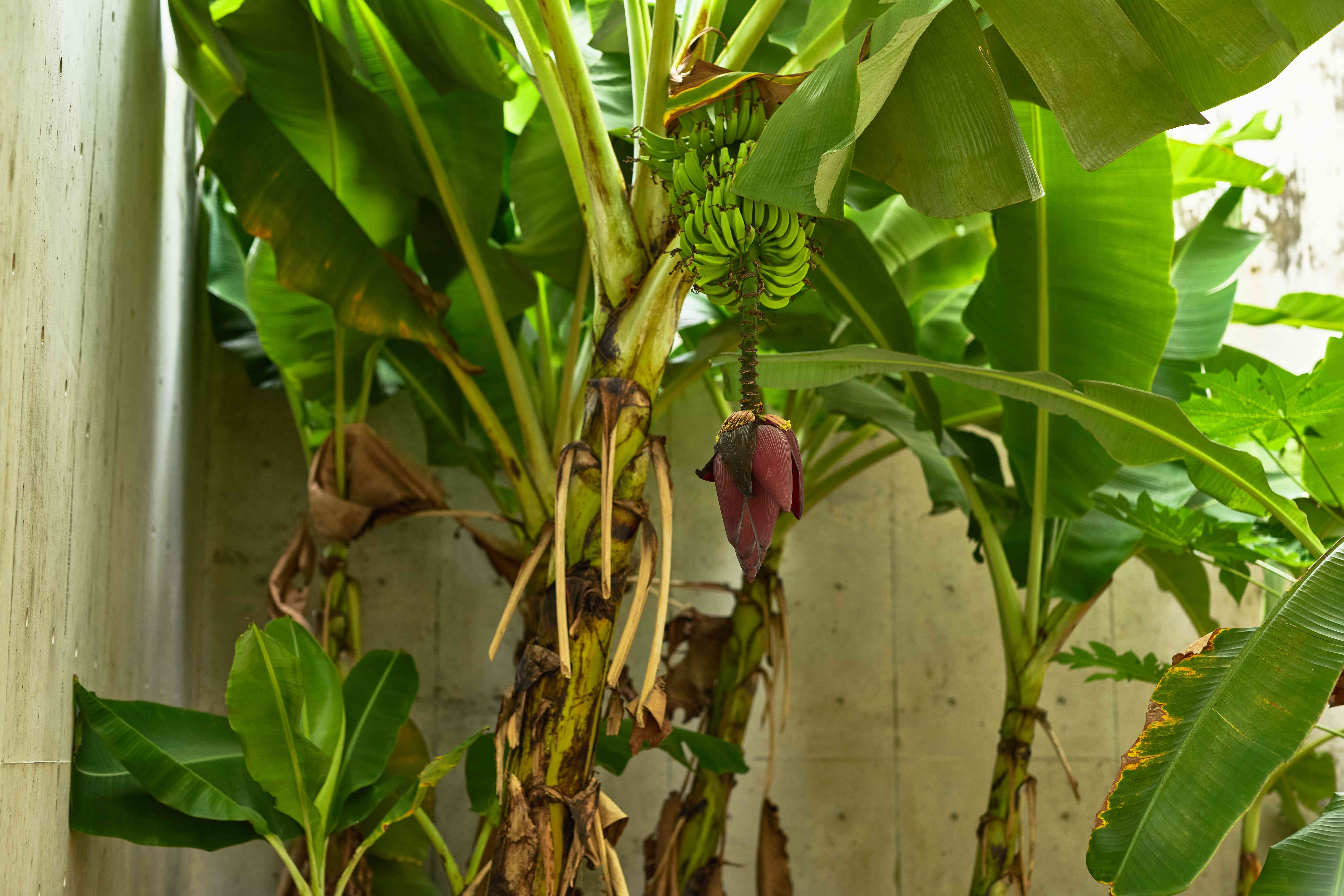 池松先生の写真 3